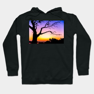 Tree At Sunset Hoodie